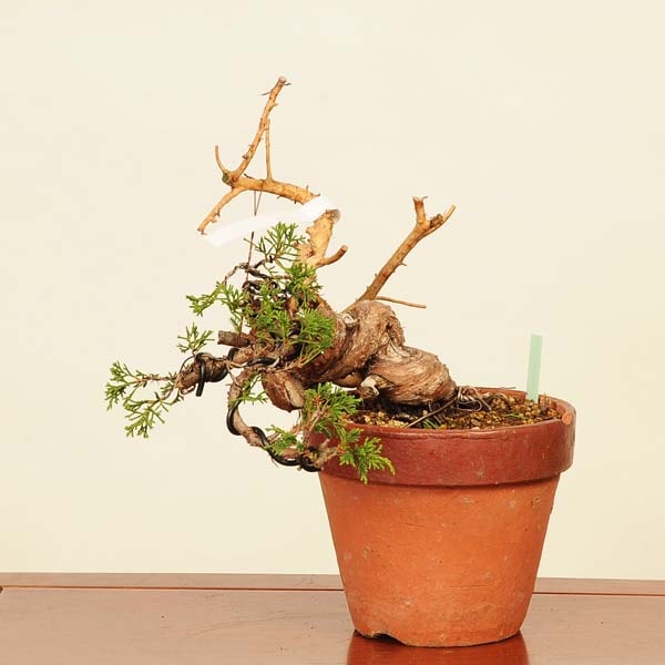 ߺϡ * Ѥѥ Sabina chinesisShinpaku bonsai ߺ