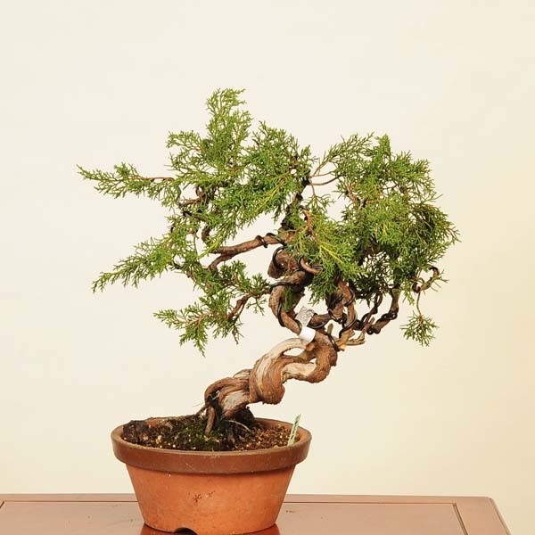 ߺϡ * Ѥѥ Sabina chinesisShinpaku bonsai ߺ