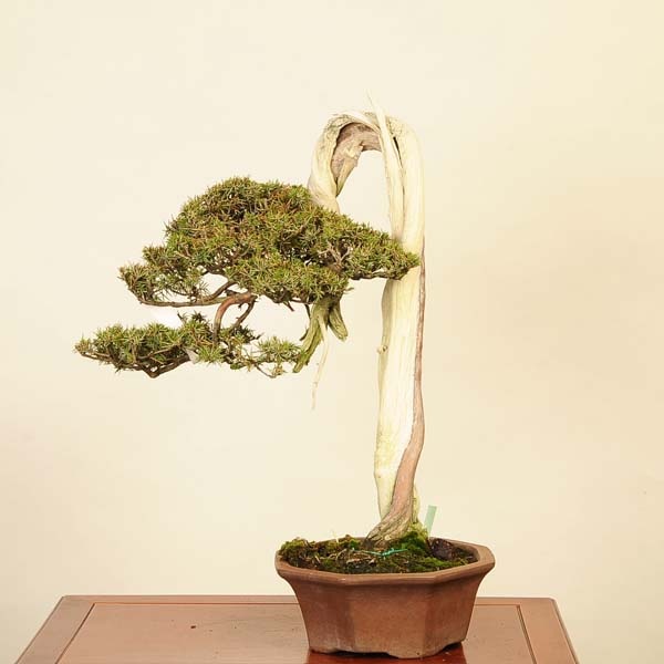 bonsai 杜松（トショウ）ネズ ネズミサシ 松 盆栽 現在地植えして