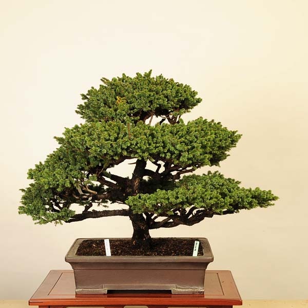 盆栽 八房蝦夷松 八房蝦夷松 樹齢70年 盆栽 盆栽 Nagao Katsuhei 通販 13598524