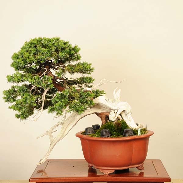 盆栽 特選：杜松(としょう) 現品*トショウ Juniperus rigida