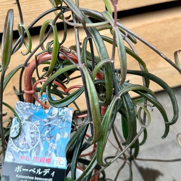 おしゃれ 観葉植物：カランコエ ボーベルディ*黒錦蝶 コクキンチョウ