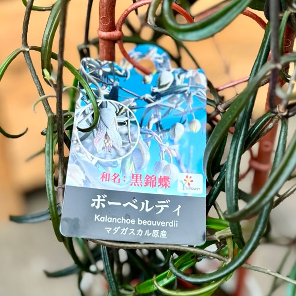 おしゃれ 観葉植物：カランコエ ボーベルディ*黒錦蝶 コクキンチョウ