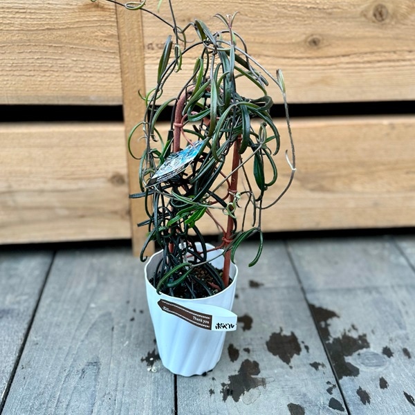 おしゃれ 観葉植物：カランコエ ボーベルディ*黒錦蝶 コクキンチョウ