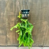 ���տ�ʪ���եڥ른�������꡼�󥴥��٥꡼*�ߤ�ȭ Huperzia ������ʪ