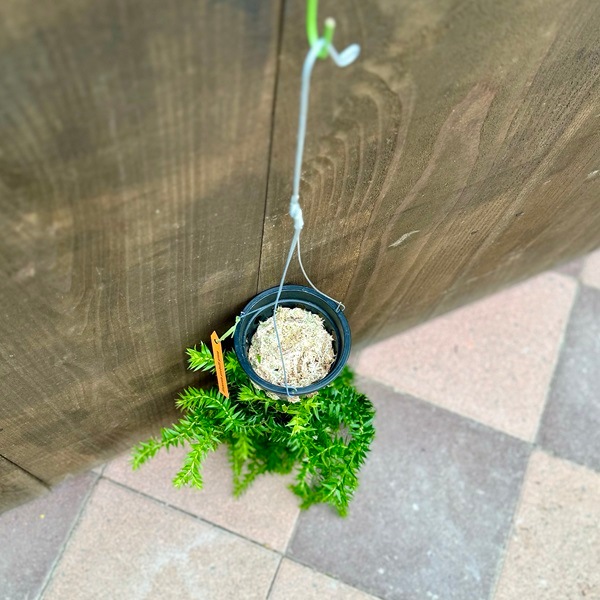 観葉植物：フペルジア グリーンゴエベリー*吊り鉢 Huperzia シダ植物