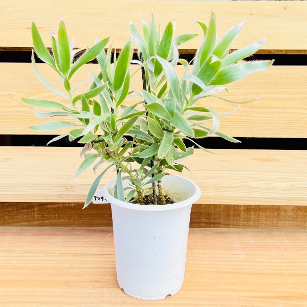 ���տ�ʪ����塼���ǥ�ɥ���  ����С����եꥫ����*4��