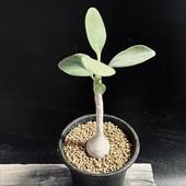 �����ǥå��������ȥ�ʡ��ȥ�ץ�ͥ�ӥ�*S������7��������־�����