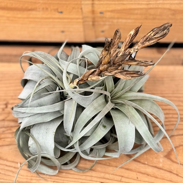 特大 チランジア キセログラフィカ 吊り エアープランツ チランジア・キセログラフィカ | 観葉植物の通販 AND PLANTS