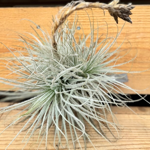 おしゃれ 観葉植物：チランジア エアープランツ テクトラム クランプ