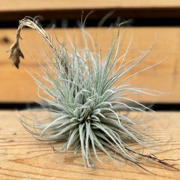 エアプランツ　チランジア　テクトラム　クランプ おしゃれ 観葉植物：チランジア エアープランツ テクトラム クランプ