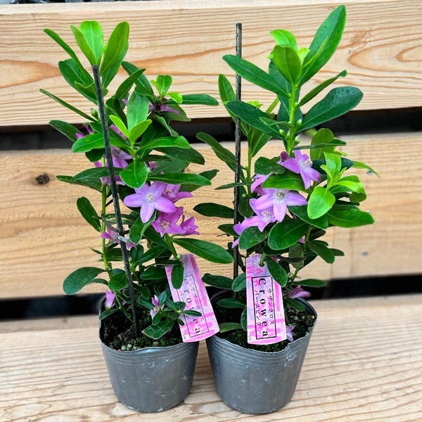 花苗 おしゃれ 観葉植物：サザンクロス パースピンク 2個セット*3号