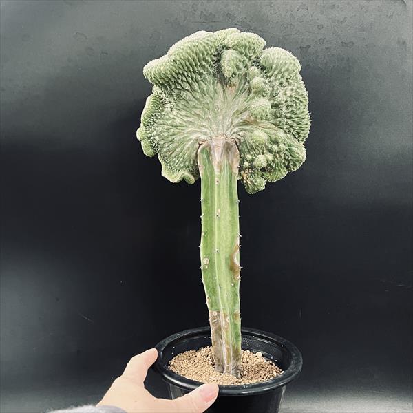 サボテン アズテキウム紅籠 菊水綴化 5株セット❗特価❗ サボテン