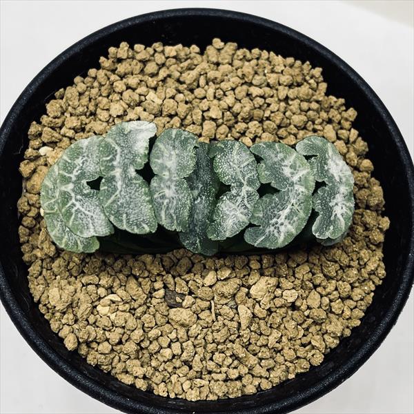 モンスト蛙玉　ハオルチア　多肉植物251116 多肉植物：ハオルチア 玉扇 酒井スーパーモンスト*幅7cm | サボテン