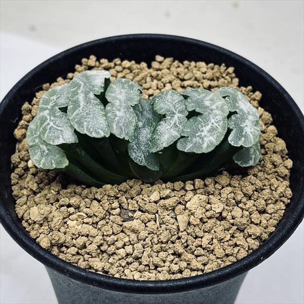 ハオルチア_ピクタ_モンスト_深海の女王 ハオルチア Haworthia picta モンスト 深海の女王 多肉植物