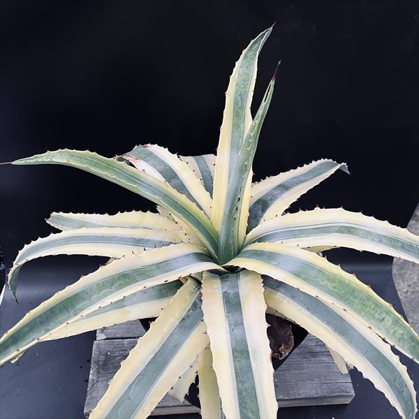 多肉植物：アガベ アメリカーナ 'コーネリアス'*幅56cm 現品！一品