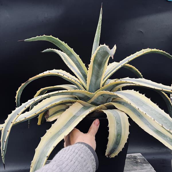 多肉植物：アガベ アメリカーナ 'コーネリアス'*幅56cm 現品！一品