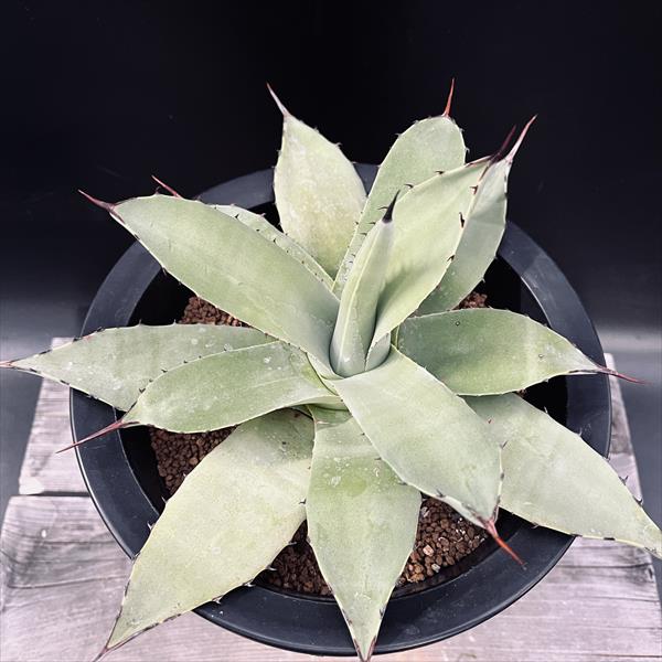 多肉植物：アガベ 吉祥天*幅19cm 現品！一品限り | サボテン＆多肉
