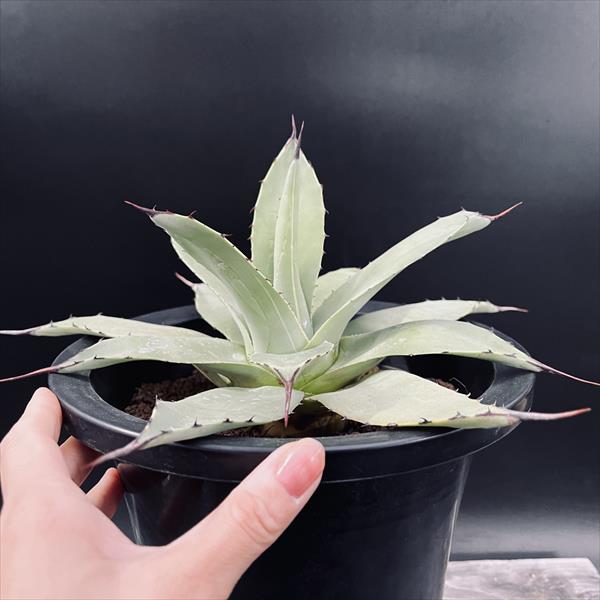 多肉植物：アガベ 吉祥天*幅19cm 現品！一品限り | サボテン＆多肉