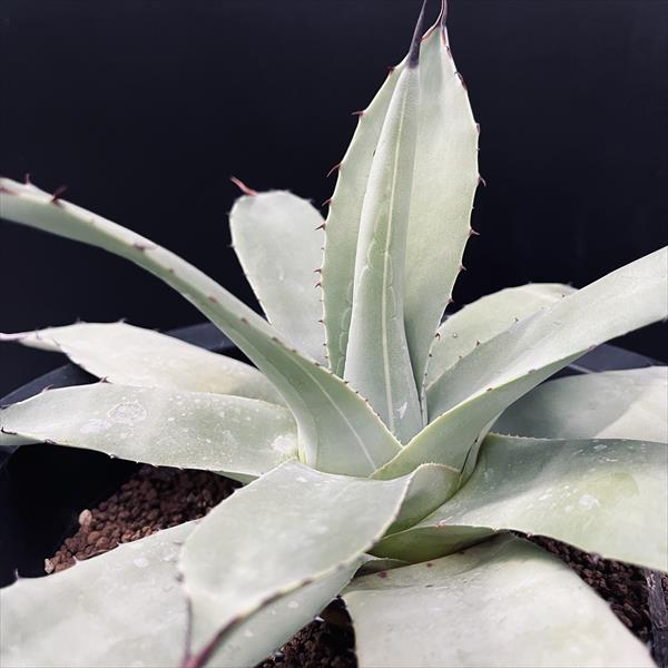 多肉植物：アガベ 吉祥天*幅19cm 現品！一品限り | サボテン＆多肉