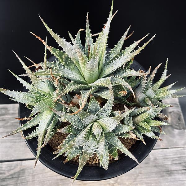 大群生！ アロエ ダビアナ錦 大群生！ アロエ ダビアナ錦 アロエ