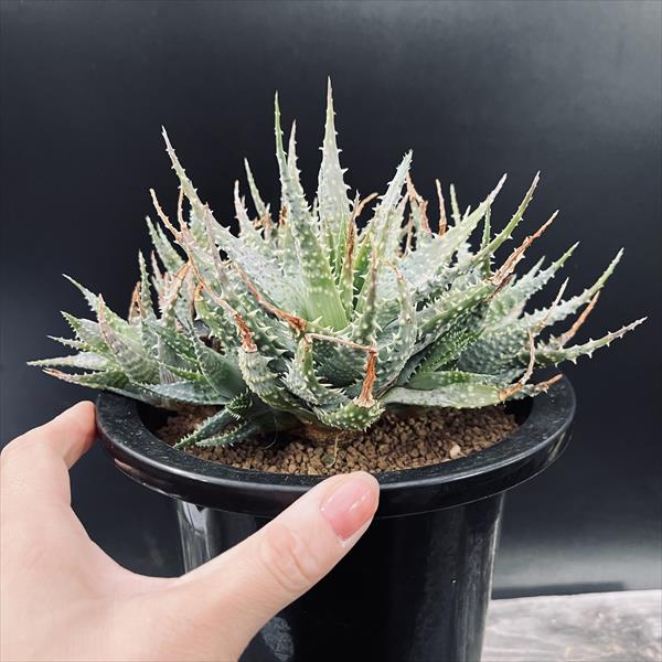 多肉植物：アロエ 群生*幅20cm 現品！一品限り | サボテン＆多肉植物