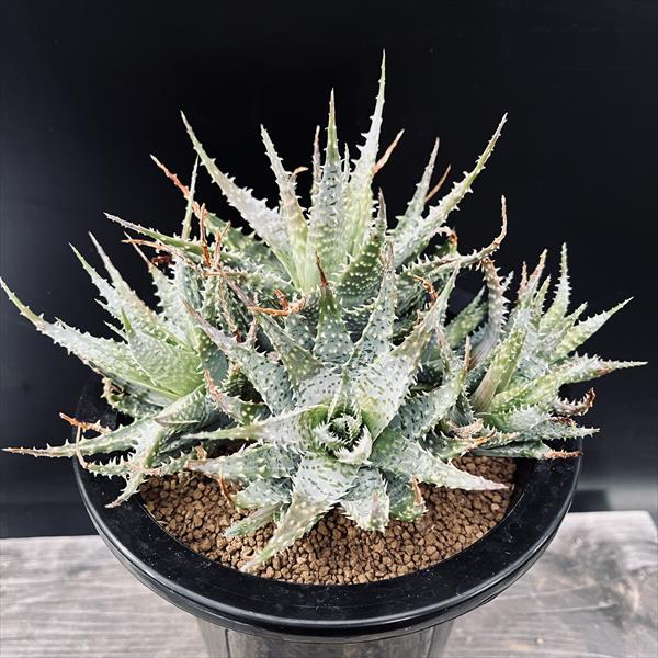 A138 ヒントニー 群生 Aztekium hintonii サボテン多肉植物