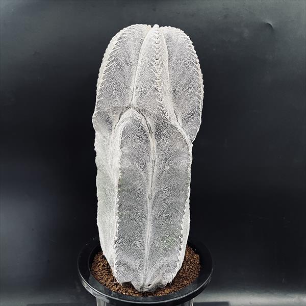 【現品】サボテン・アストロフィツム ・鸞鳳柱　（鳳凰玉）　実生　５号　G7番 現品】サボテン・アストロフィツム ・鸞鳳柱 （鳳凰玉） 実生 5号 G7番