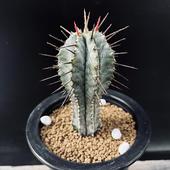 ¿����ʪ���桼�ե���ӥ� �ۥ����*��4.5���