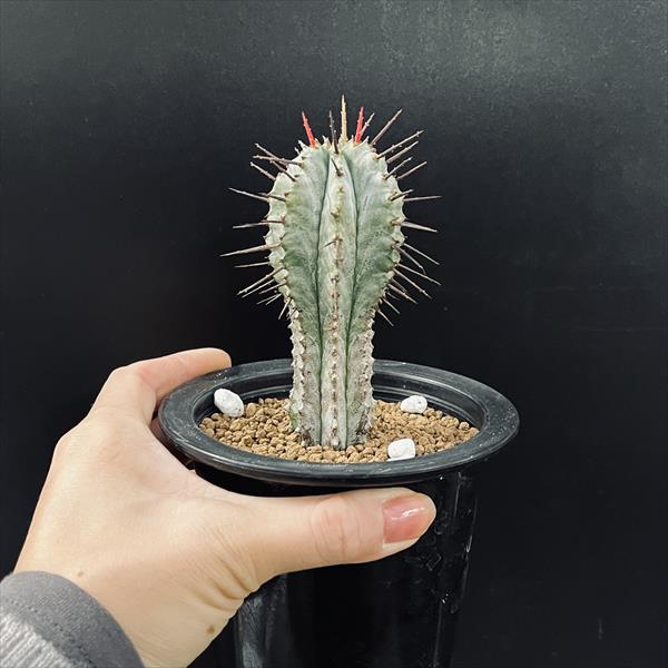 多肉植物：ユーフォルビア ホリダ柱*幅4.5cm | サボテン＆多肉