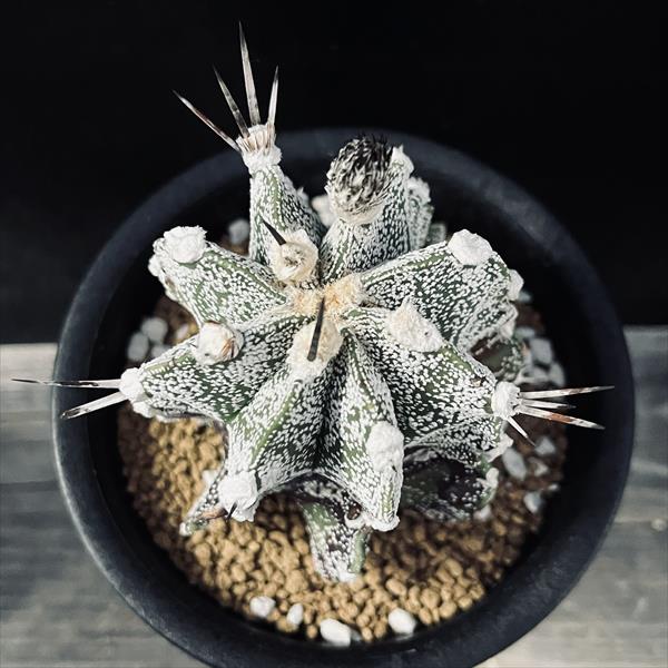 白瑞鳳玉　アストロフィツム　astrophytum 棘　多肉植物　サボテン　良株 サボテン：アストロフィツム 白瑞鳳玉*幅7cm 現品！一品限り