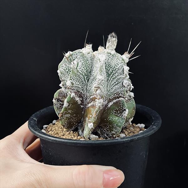 白瑞鳳玉　アストロフィツム　astrophytum 棘　多肉植物　サボテン　良株 fit=scale-down,w=1200