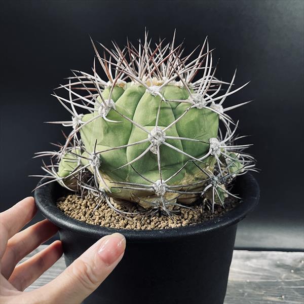 ☆特価☆サボテン：ギムノカリキウム*幅17cm 現品！一品限り