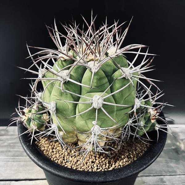 ☆特価☆サボテン：ギムノカリキウム*幅17cm 現品！一品限り