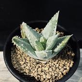 ¿����ʪ����������ε����*S����5���