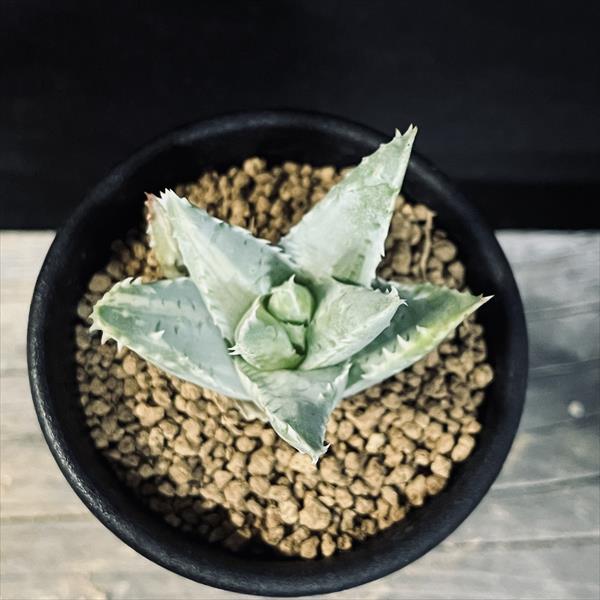 多肉植物：アロエ 竜山錦*S 幅5cm | サボテン＆多肉植物,多肉