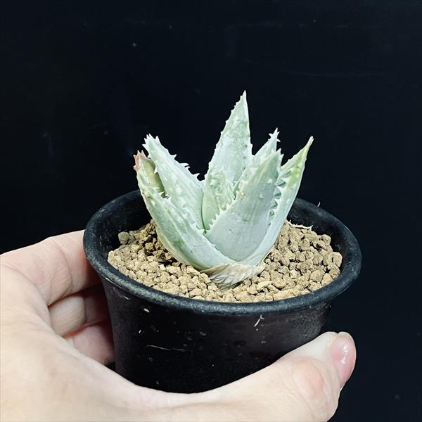 多肉植物：アロエ 竜山錦*S 幅5cm | サボテン＆多肉植物,多肉植物