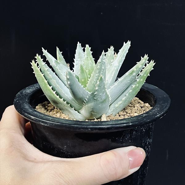 多肉植物：アロエ 竜山錦*M 幅8cm | サボテン＆多肉植物,多肉植物