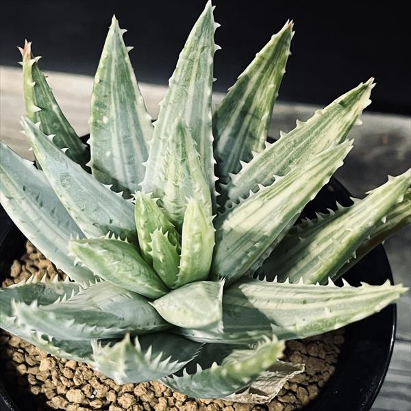 多肉植物：アロエ 竜山錦*幅21cm 現品！一品限り | サボテン