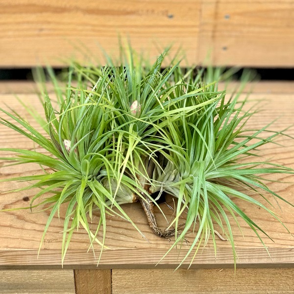 おしゃれ 観葉植物 エアープランツ：チランジア ストリクタ*現品をお