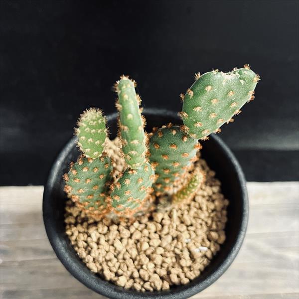 ウチワサボテン：レッドバニーカクタス*幅6cm | サボテン＆多肉植物