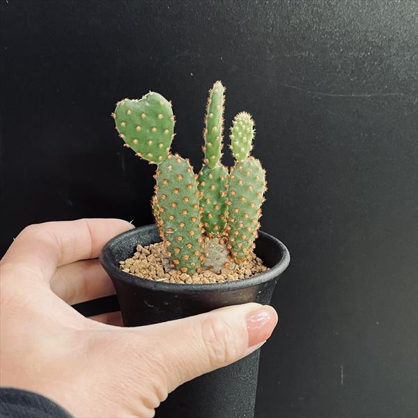 ウチワサボテン：レッドバニーカクタス*幅6cm | サボテン＆多肉植物