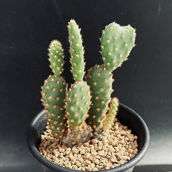 ウチワサボテン：レッドバニーカクタス*幅6cm | サボテン＆多肉植物