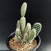 �����掠�ܥƥ󡧥�����ǥ�Хˡ�*��5.5���