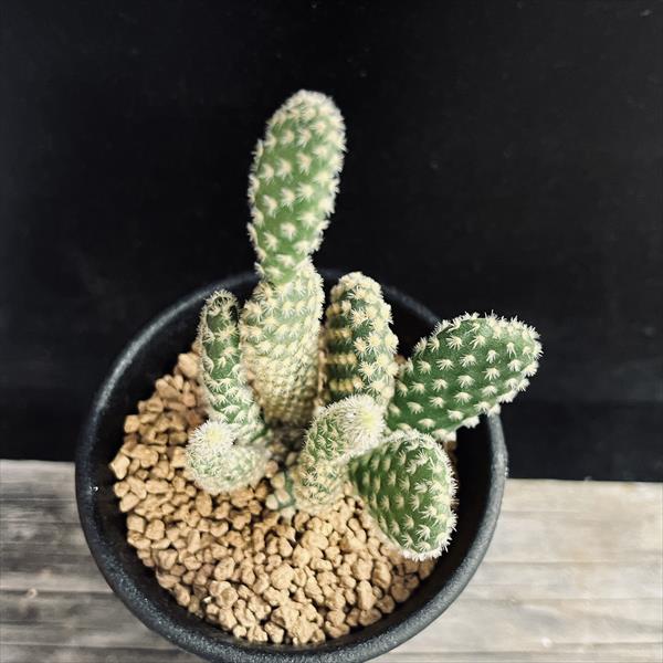 ウチワサボテン：ゴールデンバニー*幅5.5cm | サボテン＆多肉植物