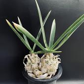 �����ǥå��������륮�ͥ� ���ԥ���*������15��������ʡ����ʸ¤�