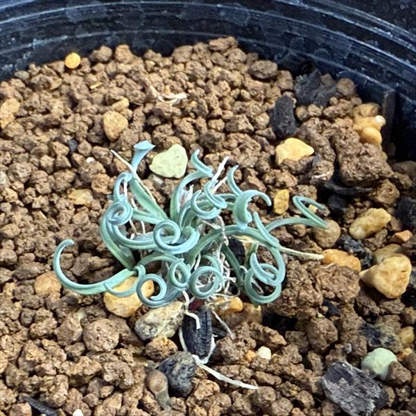 庬ʪꥹͥꥹ*3cmʡʸ¤