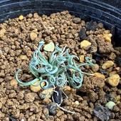 庬ʪꥹͥꥹ*3cmʡʸ¤