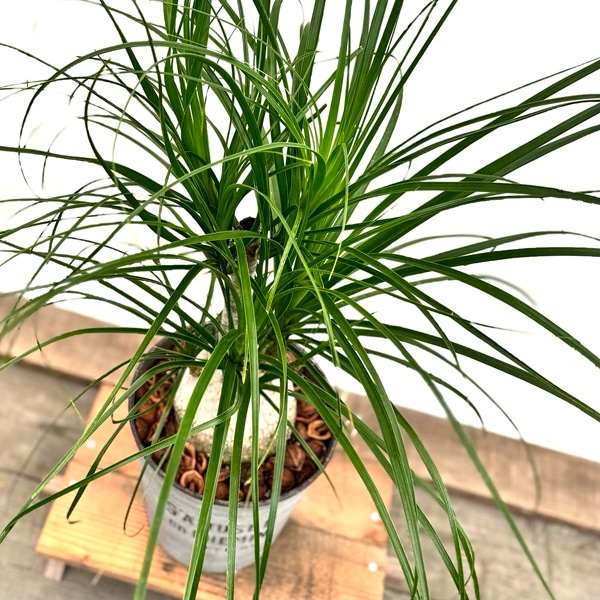 観葉植物 ノリナ：ポニーテール トックリラン 鉢植え*1番 現品をお届け