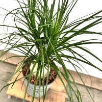 観葉植物 ノリナ：ポニーテール トックリラン 鉢植え*1番 現品をお届け